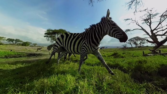 Virry VR | Que tal fazer um safari sem sair de casa?