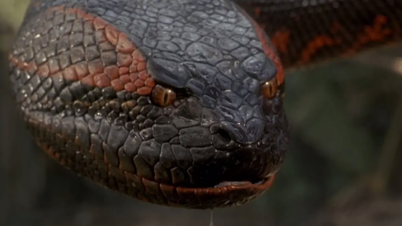 Anaconda | Assista ao trailer do filme, estrelado por Jack Black, Paul Rudd e Selton Mello